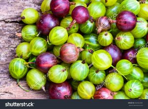 gooseberries are not a real fruit