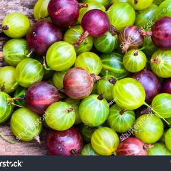 gooseberries are not a real fruit